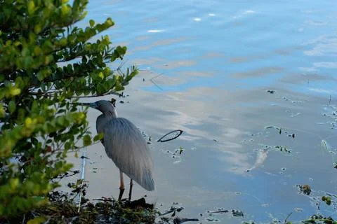 Egretta caerulea Foto stock