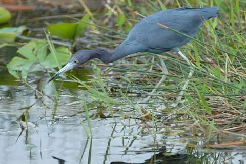 Egretta caerulea Foto stock