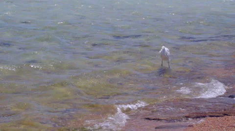 Egretta garzetta Stock Footage 58594055