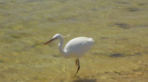 Egretta garzetta Stock Footage 58616121
