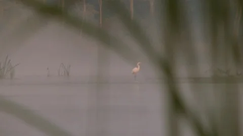 Egretta garzetta Stock Footage 116556358