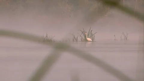 Egretta garzetta Stock Footage 116556591