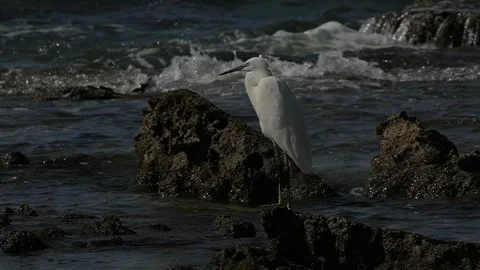 Egretta garzetta Stock Footage 264335912