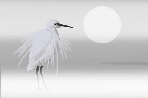 Egretta garzetta Stock Illustration