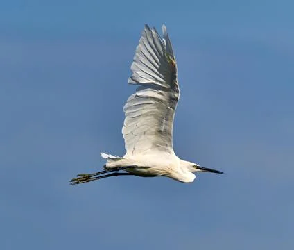 Egretta Garzetta Stock Photos