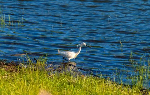 Egretta Garzetta Stock Photos