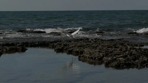 Egretta garzetta take off Stock Footage 264335914