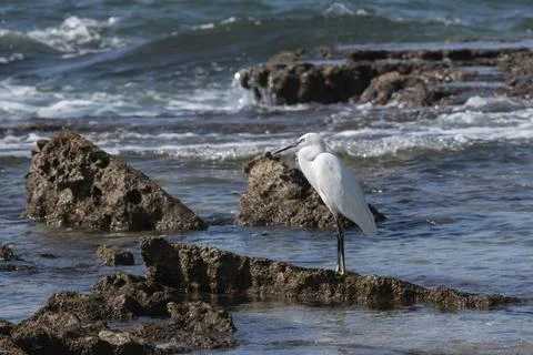 Egretta garzetta1 Stock Photos
