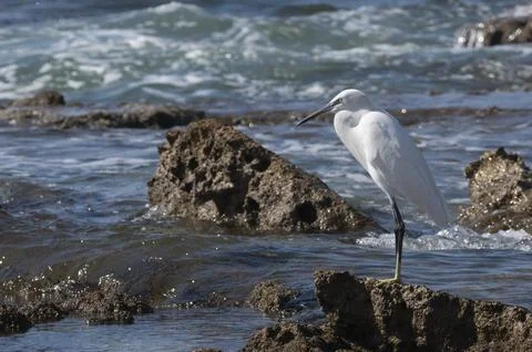 Egretta garzetta2 Stock Photos