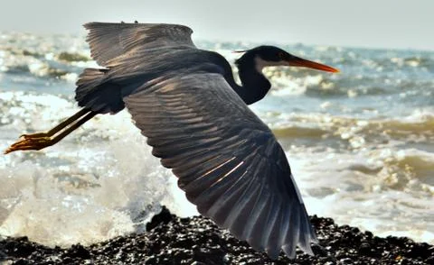 Egretta Gularis flying fully expanded, over the beach looking for its prey. Foto stock