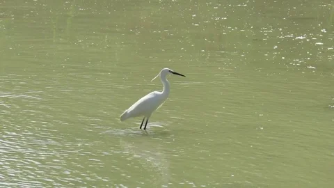 Egretta thula Stock Footage 94917862