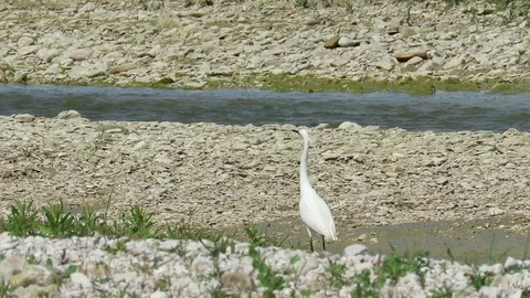 Egretta thula Stock Footage 95325093