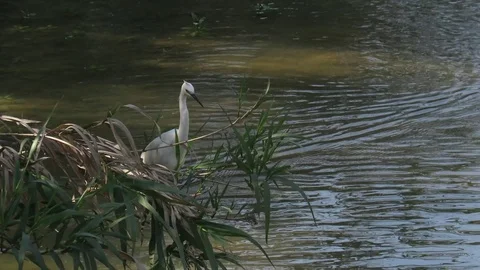 Egretta thula Stock Footage 108223387