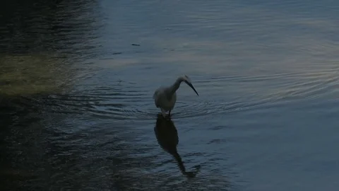 Egretta thula Stock Footage 108223448
