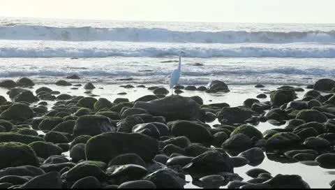 Egrit Vidéo 10785764