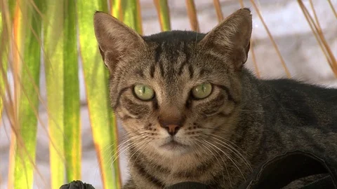 Egypt cat Stock-Footage 102895188