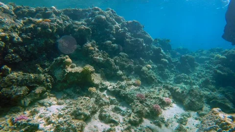 Egypt Dahab diving in the red sea 스톡 동영상 100281663
