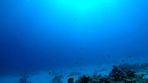 Egypt Dahab diving in the red sea Stock Footage 100299475