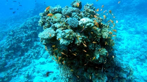 Egypt Dahab diving in the red sea 스톡 동영상 100299510