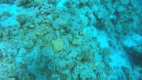 Egypt Dahab diving in the red sea Vídeos de archivo 100332859