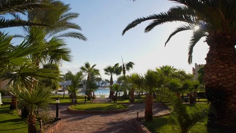 Egypt Dahab palm trees and sea. Stock Footage 100463577