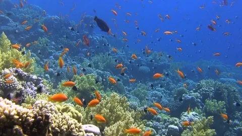 Egypt, diving the Red sea, Soft corel, Hard coral and reef fish Video stock 104248552