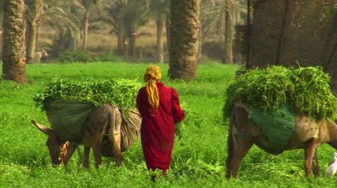 EGYPT Stock Footage 24656782