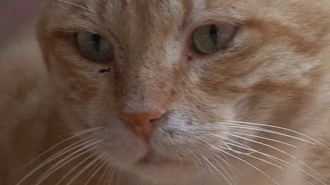 Egypt  ginger cat Stock Footage 103746221