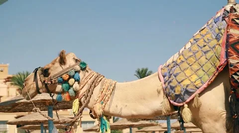 Egypt, Hurghada, a large camel on the beach red sea Stock Footage 58211192