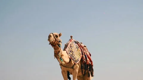 Egypt, Hurghada, a large camel on the beach red sea Stock Footage 58211308