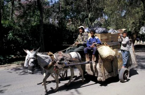 Egypt zabbaleen donkey carts collecting garbage Stock Photos