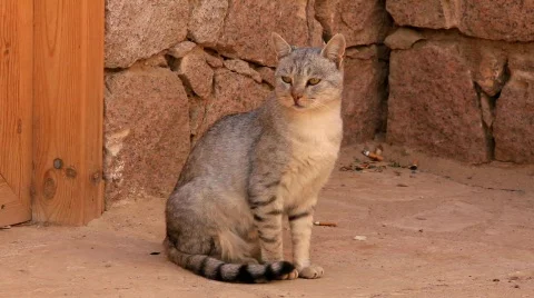 Egyptian cat Stock Footage