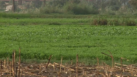 Egyptian Countryside Stock Footage 260573553