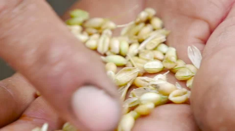 Egyptian farmer in the field goes through in the hands of the wheat Stock Footage