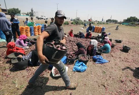 Egyptian farmers collect onion in Egypt, Banha - 22 Apr 2020 Stock Photos