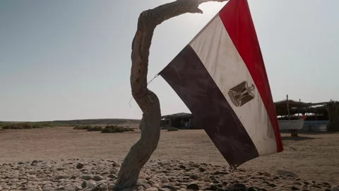 Egyptian Flag on tree Stock Footage 240410724