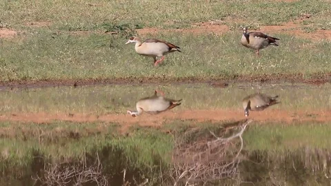 Egyptian Geese Stock Footage