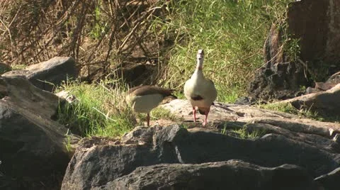Egyptian goose 2 Stock-Footage 22322426
