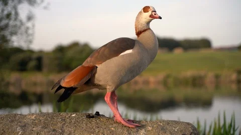 Egyptian goose, Alopochen aegyptiaca, spreading wings Stock Footage