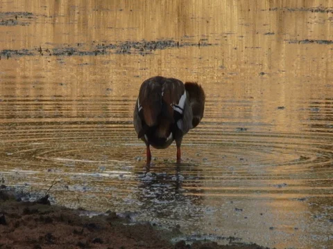 Egyptian Goose Bathing 스톡 동영상 71761475