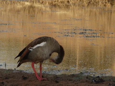 Egyptian Goose Cleaning itself in Limpopo Province South Africa Stock Footage