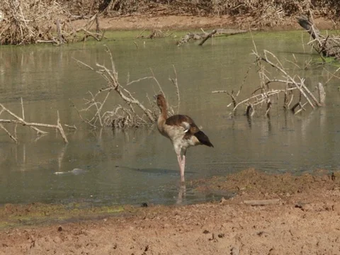Egyptian Goose Drinking 스톡 동영상 71762511