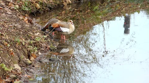 Egyptian Goose Stock Footage 122322638