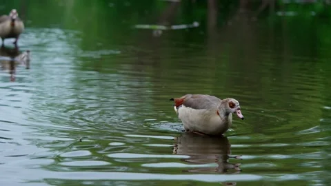 Egyptian goose Stock Footage 312161128
