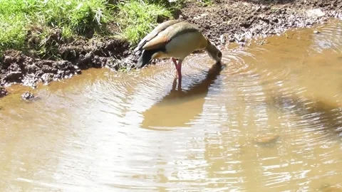 Egyptian goose getting something in muddy water Stockbeeldmateriaal 334570559