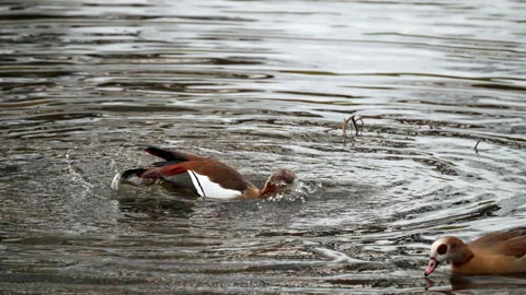 Egyptian goose lifting wings while standing in rippling pond water outdoors Stock Footage 346102629