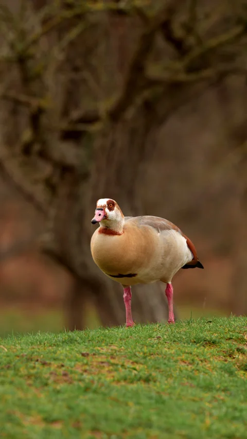 Egyptian goose lowering head to feed on grass in soft park light wildlife Stock Footage 346328802