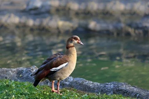 Egyptian goose Stock Photos