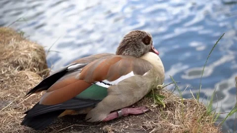 Egyptian Goose sitting down on the riverside of The River Lea in London Video stock 132246953