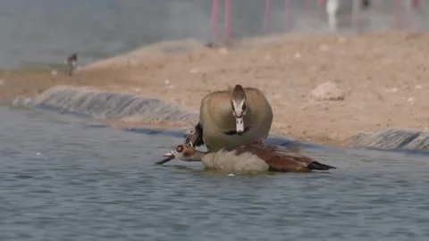 Egyptian gooses Stock Footage 240409985